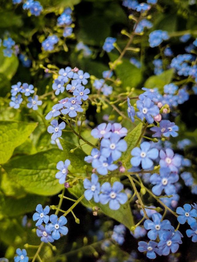 Ferienwohnung Vergissmeinnicht Gengenbach Eksteriør billede